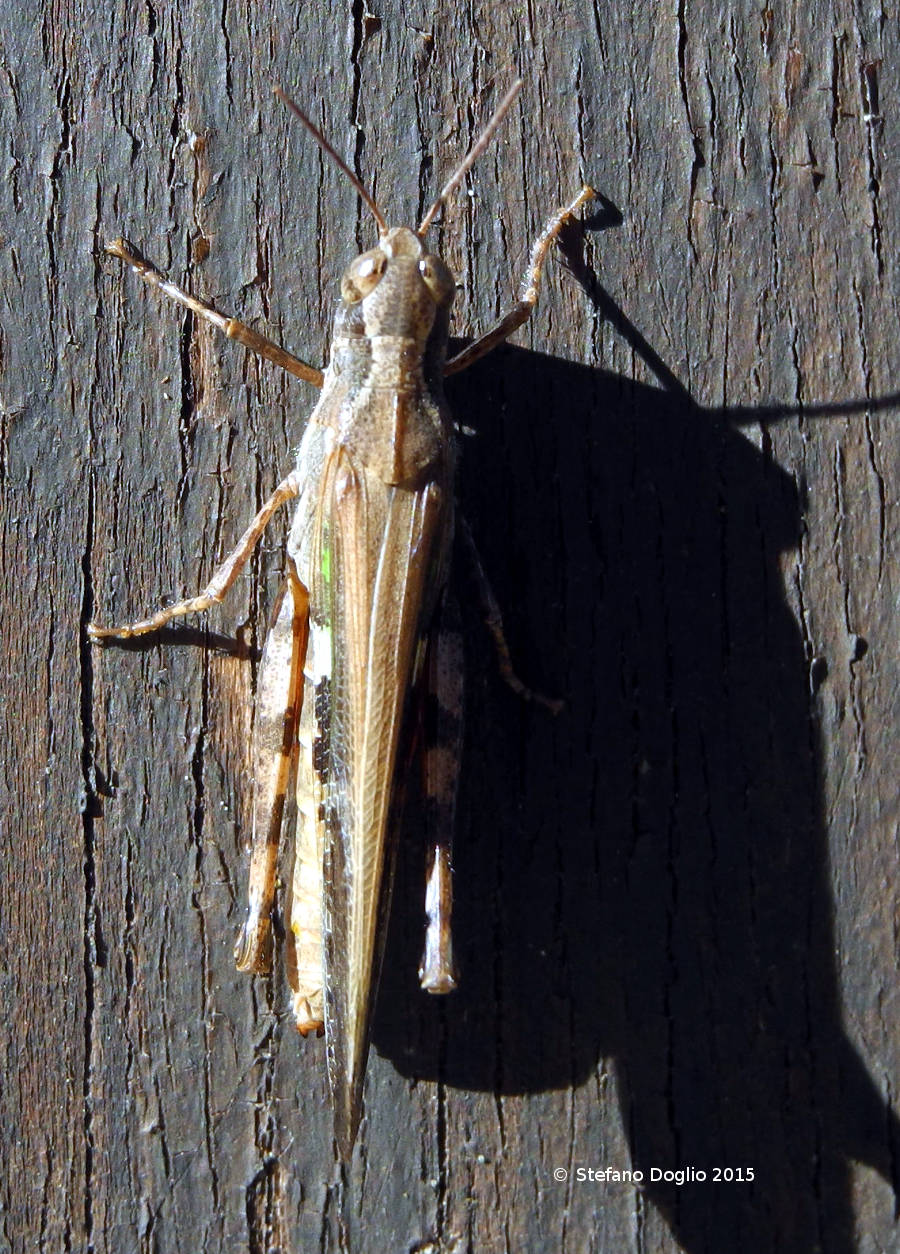 Epacromius tergestinus tergestinus  (Acrididae)